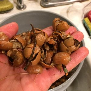 broken acorns