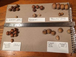 Comparison of Maine Grown hazelnuts.