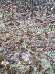 seed-littered forest floor