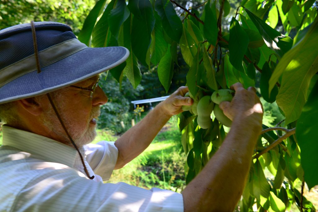 pawpaws-native-fruit-climate-change