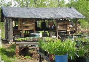 Outdoor Potting Shed - Front View.