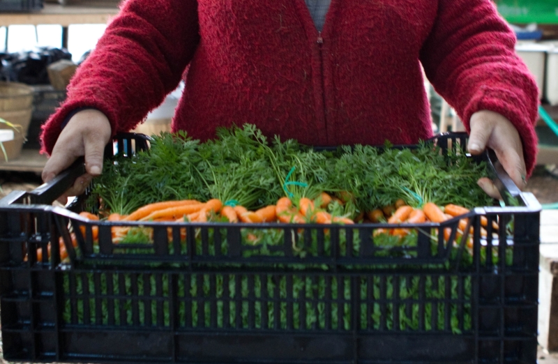  Farmers Market Seasonal Vegetable Bundle : Grocery
