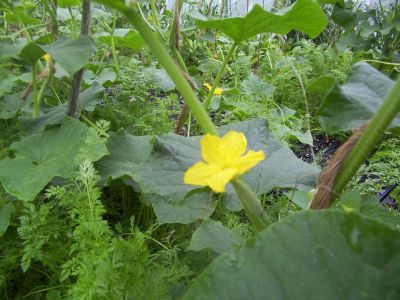 The first Cuke blossom in May