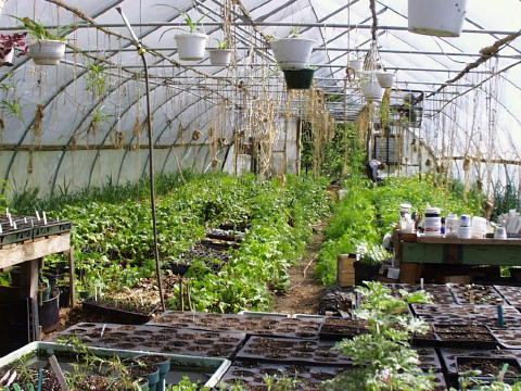 Greenhouse in April