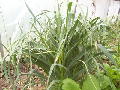Greenhouse garlic scapes in May