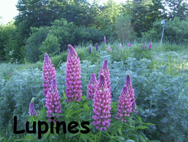 Lupines PinkGroup