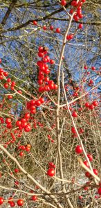 Winterberry in their natural setting