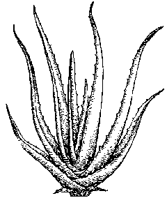 Aloe Drawing
